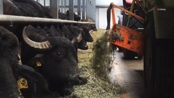 Ставрополец открыл буйволиную ферму благодаря господдержке