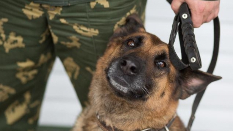 В Курском районе служебная собака обнаружила тайник с наркотиками