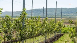 Ещё 17 суперинтенсивных яблоневых садов разобьют в Кировском округе 