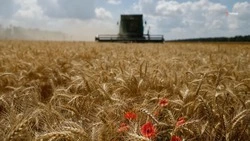 Более 662 миллионов рублей господдержки получили ставропольские хозяйства на агрострахование