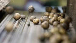Урожайность картофеля на 15% выросла на Ставрополье
