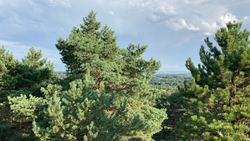 На 370 га увеличили площадь лесов на Ставрополье 