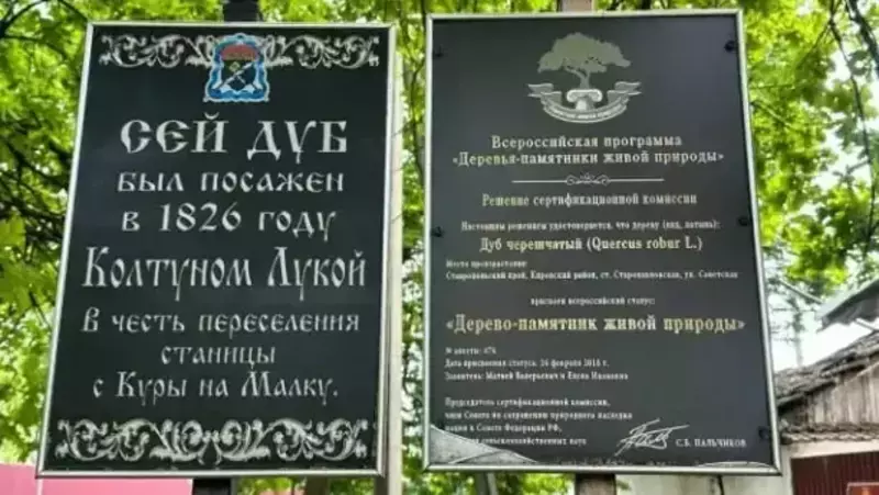 Территорию вокруг 200-летнего дуба благоустраивают в Кировском округе