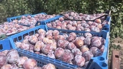 На Ставрополье благодаря господдержке построят три плодохранилища
