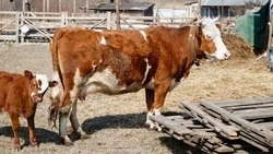 Житель Кировского округа развивает ЛПХ благодаря господдержке 