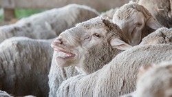 Ставрополье наладит поставки овечьей шерсти в Беларусь 