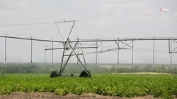 В Кировском округе завершили сев ранних яровых культур