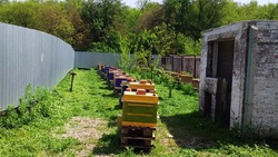 Пчеловодством занялась семья из Кировского округа благодаря соцконтракту 
