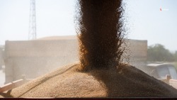Минсельхоз Ставрополья планирует наладить новые пути экспорта зерна