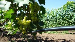 Ставрополье экспортировало 84 тонны винограда в Казахстан