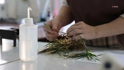 Господдержка помогает снижать зависимость Ставрополья от импортных семян