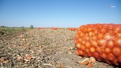 Урожайность лука на полях Ставрополья превышает 336 ц/га