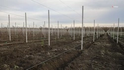 Ещё 250 суперинтенсивных садов заложат на Ставрополье до конца года
