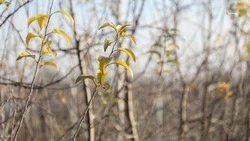 Площади молодого леса нарастят на Ставрополье на 54 га