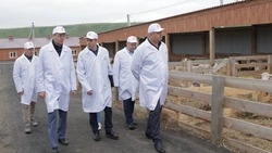 Ферма по племенному овцеводству появится на Ставрополье