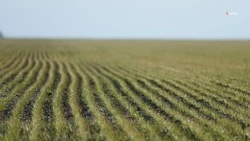 Более 40% озимых культур в Кировском округе находятся в хорошем состоянии