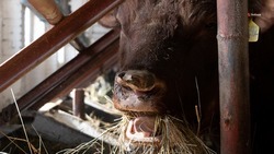 Аграрии Ставрополья сформировали достаточный запас кормов для зимовки скота 