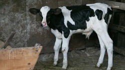 Рождаемость телят выросла в Предгорном округе  Ставрополья