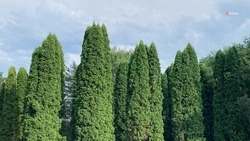 Уходные работы пройдут в питомнике Кировского округа