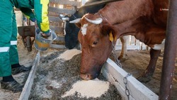 Ставропольским производителям молока оказали поддержку на 187 млн рублей