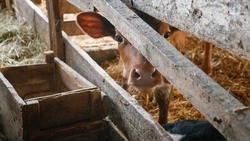 Две молочные фермы откроют в Кировском округе