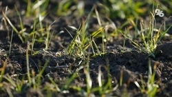 На Ставрополье расширяют меры господдержки аграрной отрасли