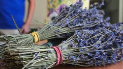 Производство лавандового масла запустили в Кировском округе Ставрополья