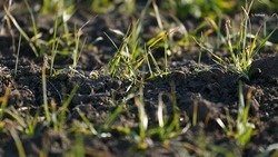 На Ставрополье взошли 88% озимых культур