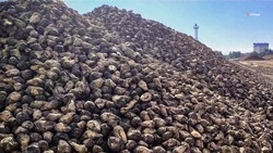 Свыше 33 тыс. га сахарной свёклы посеяли на Ставрополье