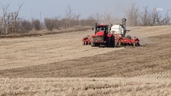 Аграрии Ставрополья высадили картофель на 3,5 тыс. га полей