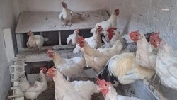 Поголовье птицы в хозяйствах Ставрополья выросло на 40% благодаря господдержке