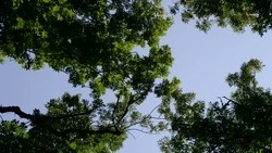 Закладку лесных культур завершили на Ставрополье