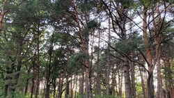Уходные работы охватят 300 га лесополос Ставрополья