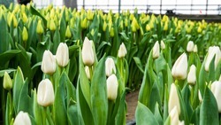 Ставропольчанка открыла цветочный бизнес благодаря соцконтракту