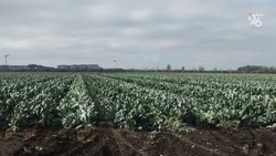 Новая система орошения позволит увеличить кормовой потенциал Ставрополья