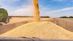 Ставропольские аграрии собрали более 1,5 млн тонн зерна