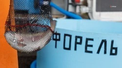 30 тонн радужной форели реализовало ставропольское предприятие