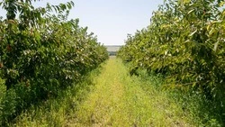 Благодаря краевому гранту семья из Кировского округа занимается садоводством
