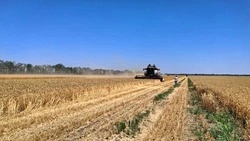 Уборка зерновых завершается в Кировском округе