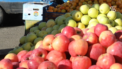 Новое оборудование помогло нарастить мощности сельхозкооперации на Ставрополье