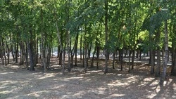 Более 1,1 тыс. деревьев высадили в Кировском округе