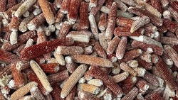 Производство пеллет запустили на предприятии Кировского округа