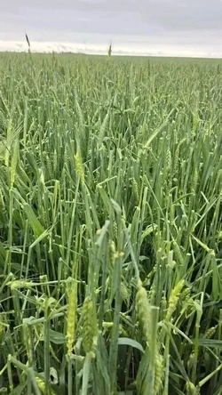 Град повредил сельхозкультуры в Кировском округе на почти 16 тыс. га