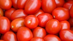 Свыше 77 тыс. тонн тепличных томатов собрали на Ставрополье 
