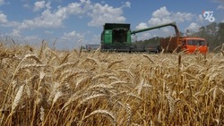 Урожай кукурузы на Ставрополье превысил показатели прошлого года на 15%