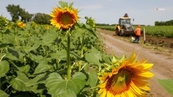 Аграрии Ставрополья приступили к уборке подсолнечника