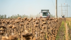 Урожай подсолнечника собрали в Предгорном округе 