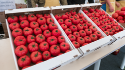 На Ставрополье ежегодно выращивают около 90 тысяч тонн тепличных овощей