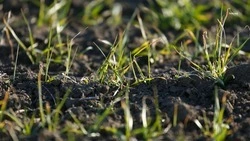 На Ставрополье взошли 99% озимых зерновых