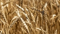 Кормозаготовительная кампания проходит в хозяйствах Ставрополья